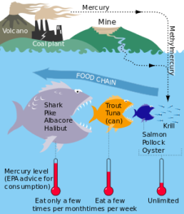 MercuryFoodChain